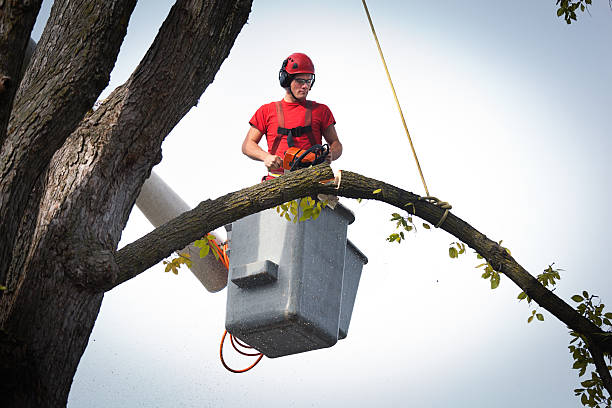 Best Arborist Consultation Services  in Dunstan, ME